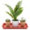 8 Pk Plastic Plant Drip Trays, Red Saucers for Pots, Outdoors, Indoors, 6.5x12"